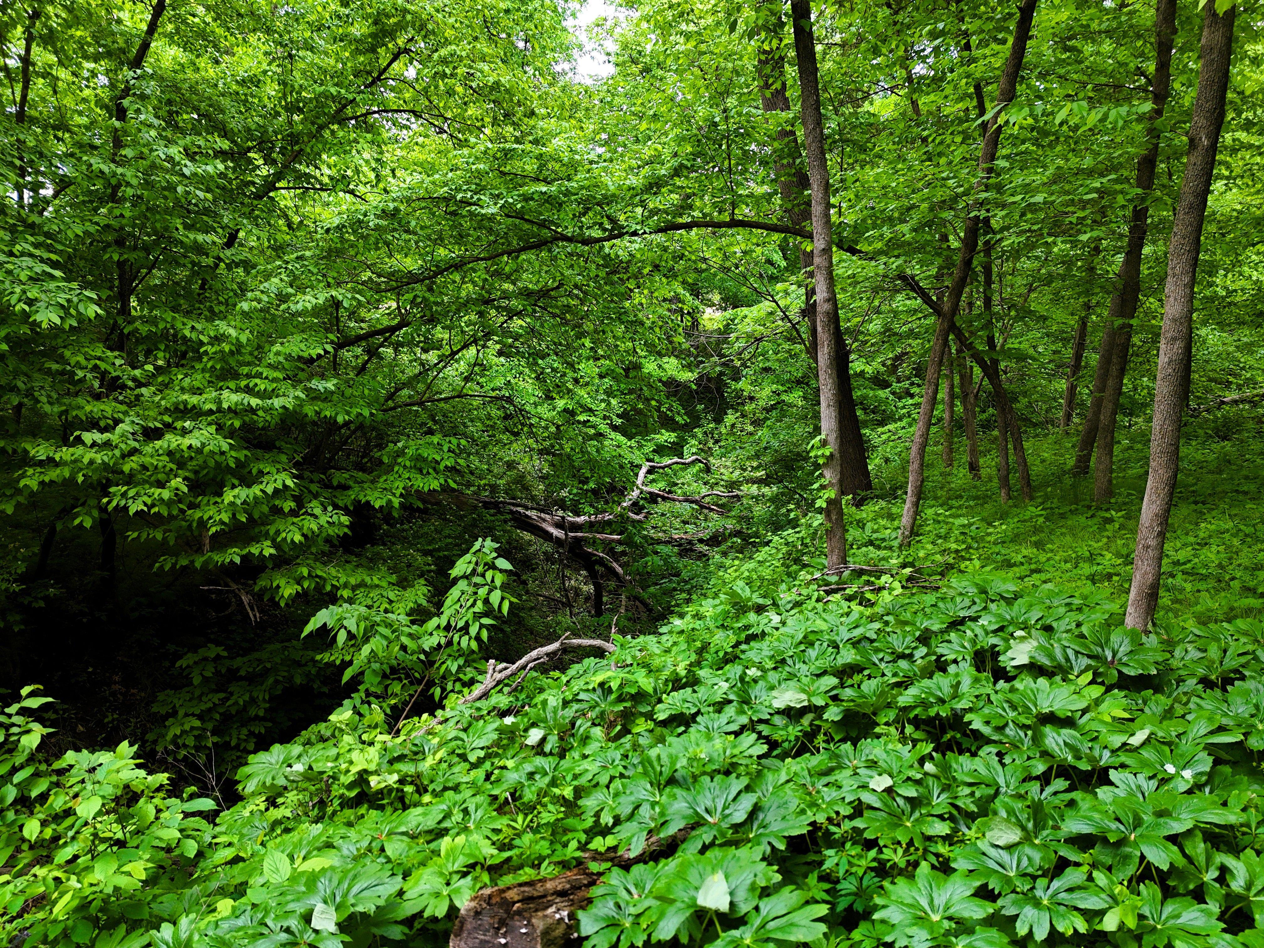 Listing Photo: Ground Timber